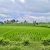 Fietstocht groepsreis rijstvelden Bali